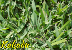 Kakadu Buffalo Grass & Turf