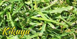 Kikuyu Grass & Turf
