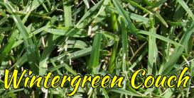 Wintergreen Couch Grass & Turf